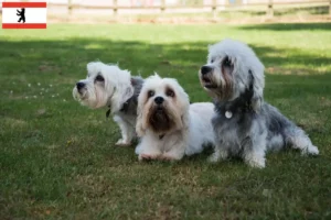 Lire la suite à propos de l’article Dandie Dinmont Terrier éleveurs et chiots à Berlin