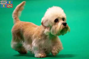 Lire la suite à propos de l’article Dandie Dinmont Terrier éleveurs et chiots en Bourgogne-Franche-Comté