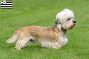 Lire la suite à propos de l’article Dandie Dinmont Terrier éleveurs et chiots en Bretagne