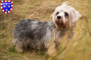 Lire la suite à propos de l’article Dandie Dinmont Terrier éleveurs et chiots en Centre-Val de Loire