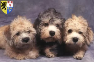 Lire la suite à propos de l’article Dandie Dinmont Terrier éleveurs et chiots en Hauts-de-France