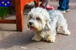 Lire la suite à propos de l’article Dandie Dinmont Terrier éleveurs et chiots en Île-de-France