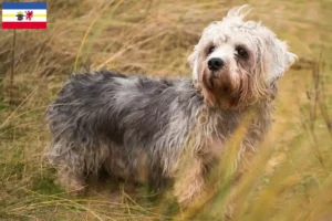 Lire la suite à propos de l’article Dandie Dinmont Terrier éleveurs et chiots dans le Mecklembourg-Poméranie occidentale