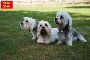 Lire la suite à propos de l’article Dandie Dinmont Terrier éleveurs et chiots en Normandie