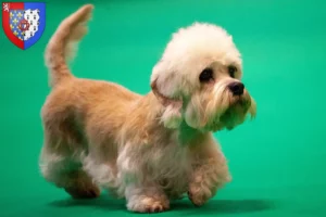 Lire la suite à propos de l’article Dandie Dinmont Terrier éleveurs et chiots en Pays de la Loire