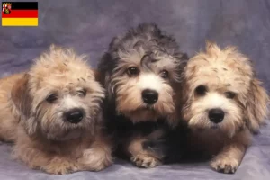 Lire la suite à propos de l’article Dandie Dinmont Terrier éleveurs et chiots en Rhénanie-Palatinat