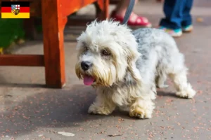 Lire la suite à propos de l’article Dandie Dinmont Terrier éleveurs et chiots en Sarre