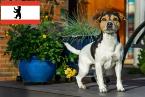 Lire la suite à propos de l’article Danish-Swedish Farmdog éleveurs et chiots à Berlin