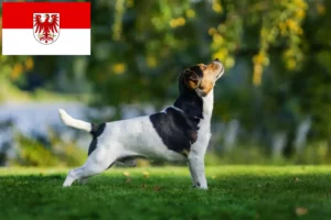 Lire la suite à propos de l’article Danish-Swedish Farmdog éleveurs et chiots dans le Brandebourg