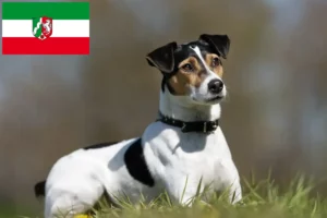 Lire la suite à propos de l’article Danish-Swedish Farmdog éleveurs et chiots en Rhénanie du Nord-Westphalie