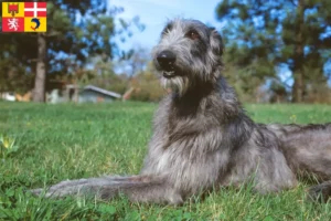 Lire la suite à propos de l’article Éleveurs de Deerhounds et chiots en Auvergne-Rhône-Alpes