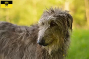 Lire la suite à propos de l’article Éleveurs de Deerhounds et chiots en Baden-Württemberg