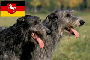 Lire la suite à propos de l’article Éleveurs de Deerhounds et chiots en Basse-Saxe