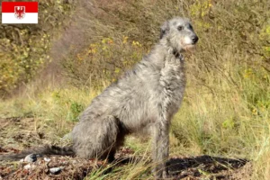 Lire la suite à propos de l’article Éleveurs de Deerhounds et chiots dans le Brandebourg