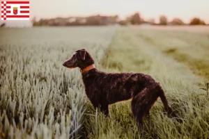 Lire la suite à propos de l’article Éleveurs de Deerhounds et chiots à Brême