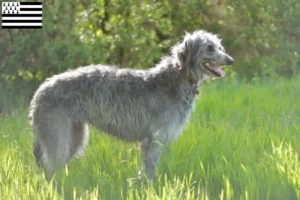 Lire la suite à propos de l’article Éleveurs de Deerhounds et chiots en Bretagne