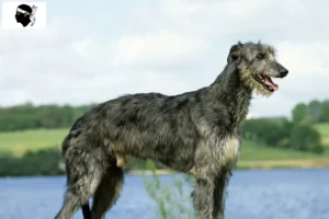 Lire la suite à propos de l’article Éleveurs de Deerhounds et chiots en Corse