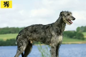 Lire la suite à propos de l’article Éleveurs de Deerhounds et chiots en Flandre