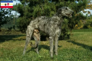 Lire la suite à propos de l’article Éleveurs de Deerhounds et chiots dans le Mecklembourg-Poméranie occidentale