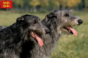 Lire la suite à propos de l’article Éleveurs de Deerhounds et chiots en Normandie