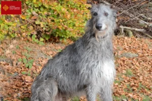 Lire la suite à propos de l’article Éleveurs de Deerhounds et chiots en Occitanie