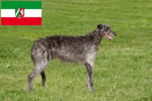 Lire la suite à propos de l’article Éleveurs de Deerhounds et chiots en Rhénanie-du-Nord-Westphalie