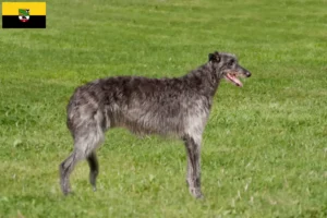 Lire la suite à propos de l’article Éleveurs de Deerhounds et chiots en Saxe-Anhalt