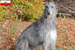 Lire la suite à propos de l’article Éleveurs de Deerhounds et chiots en Thuringe