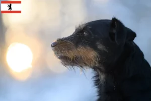 Lire la suite à propos de l’article Éleveurs de terriers de chasse allemands et chiots à Berlin