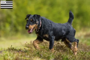 Lire la suite à propos de l’article Eleveurs de terriers de chasse allemands et chiots en Bretagne