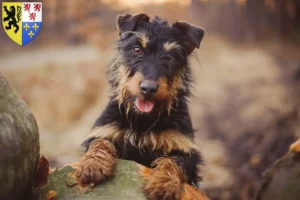 Lire la suite à propos de l’article Eleveurs de terriers de chasse allemands et chiots en Hauts-de-France