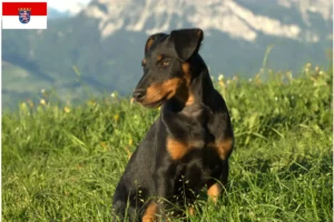 Lire la suite à propos de l’article Eleveurs de Terriers de chasse allemands et chiots en Hesse