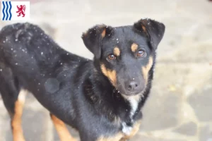 Lire la suite à propos de l’article Eleveurs de Terriers de chasse allemands et chiots en Nouvelle-Aquitaine