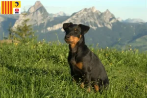 Lire la suite à propos de l’article Eleveurs de terriers de chasse allemands et chiots en Provence-Alpes-Côte d’Azur