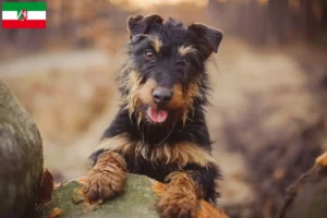 Lire la suite à propos de l’article Eleveurs de terriers de chasse allemands et chiots en Rhénanie-du-Nord-Westphalie