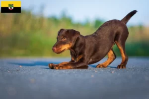 Lire la suite à propos de l’article Eleveurs de terriers de chasse allemands et chiots en Saxe-Anhalt