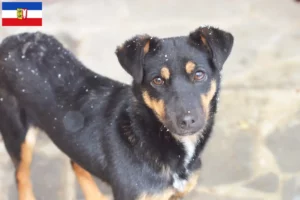 Lire la suite à propos de l’article Éleveurs de Terriers de chasse allemands et chiots dans le Schleswig-Holstein