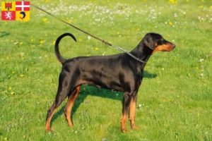 Lire la suite à propos de l’article Dobermann éleveurs et chiots en Auvergne-Rhône-Alpes