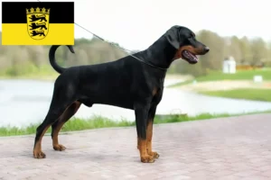 Lire la suite à propos de l’article Dobermann éleveurs et chiots en Baden-Württemberg