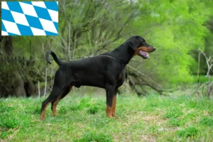 Lire la suite à propos de l’article Dobermann éleveurs et chiots en Bavière