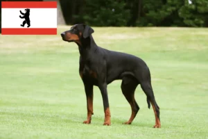 Lire la suite à propos de l’article Dobermann éleveurs et chiots à Berlin