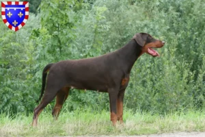 Lire la suite à propos de l’article Dobermann éleveurs et chiots en Centre-Val de Loire