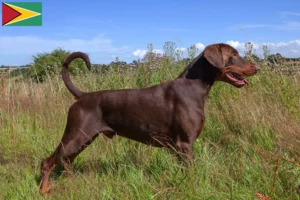 Lire la suite à propos de l’article Éleveurs de dobermans et chiots en Guyane