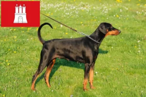 Lire la suite à propos de l’article Dobermann éleveurs et chiots à Hambourg