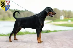 Lire la suite à propos de l’article Dobermann éleveurs et chiots en Hauts-de-France