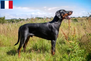 Lire la suite à propos de l’article Dobermann éleveurs et chiots en Martinique