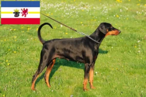 Lire la suite à propos de l’article Éleveurs de dobermans et chiots dans le Mecklembourg-Poméranie occidentale