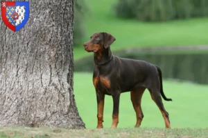 Lire la suite à propos de l’article Dobermann éleveurs et chiots en Pays de la Loire