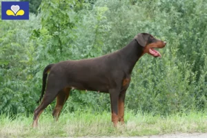 Lire la suite à propos de l’article Dobermann éleveurs et chiots en Région de Bruxelles-Capitale