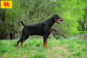 Lire la suite à propos de l’article Dobermann éleveurs et chiots en région wallonne